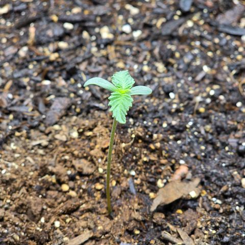 Cob's Copper Candy growlog timeline photo