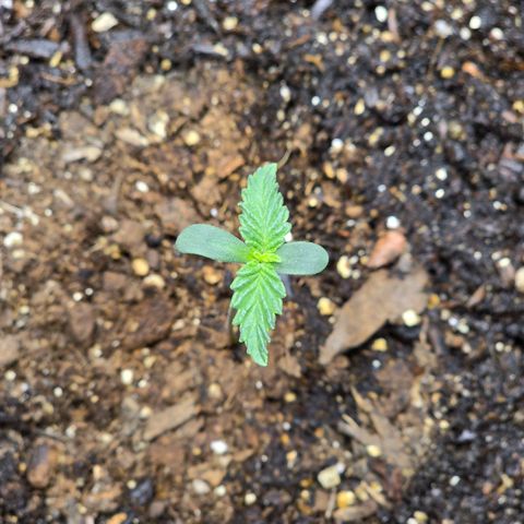 Cob's Copper Candy growlog timeline photo