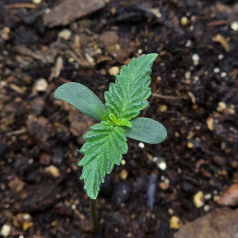 Cob's Copper Candy growlog timeline photo