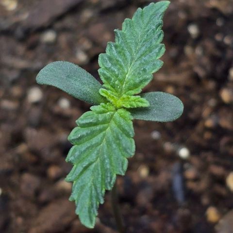 Cob's Copper Candy growlog timeline photo