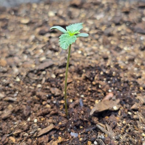 Cob's Copper Candy growlog timeline photo