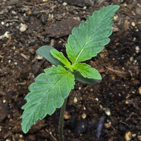 Cob's Copper Candy growlog timeline photo