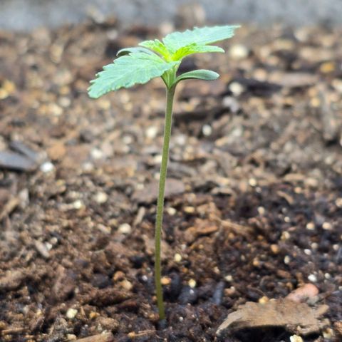 Cob's Copper Candy growlog timeline photo