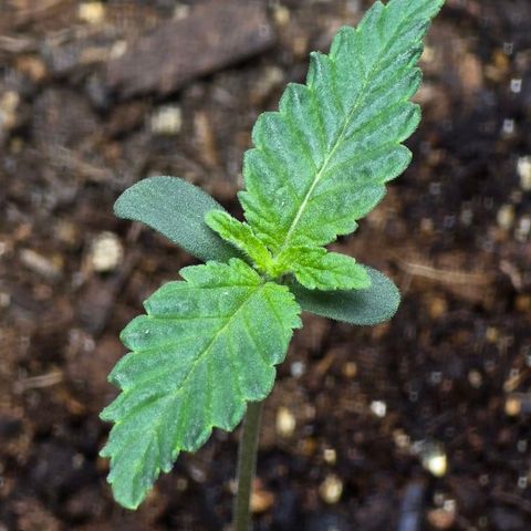 Cob's Copper Candy growlog timeline photo