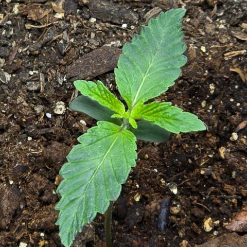 Cob's Copper Candy growlog timeline photo
