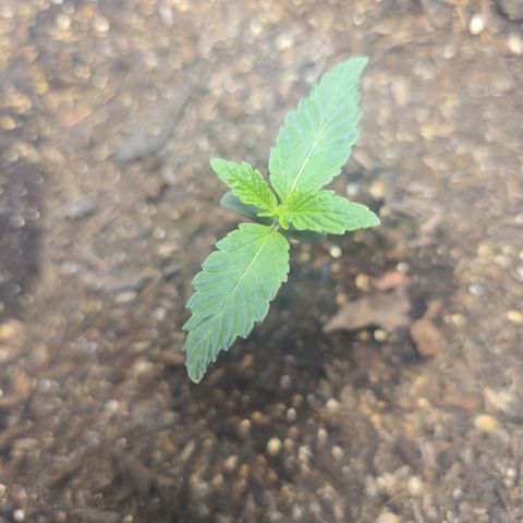 Cob's Copper Candy growlog timeline photo