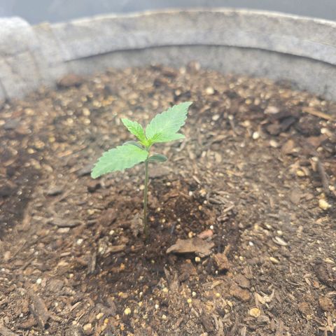 Cob's Copper Candy growlog timeline photo