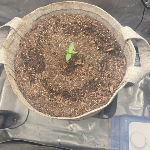 Cob's Copper Candy growlog timeline photo