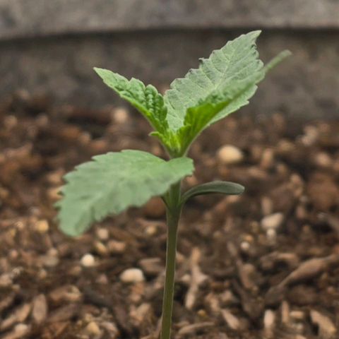 Cob's Copper Candy growlog timeline photo