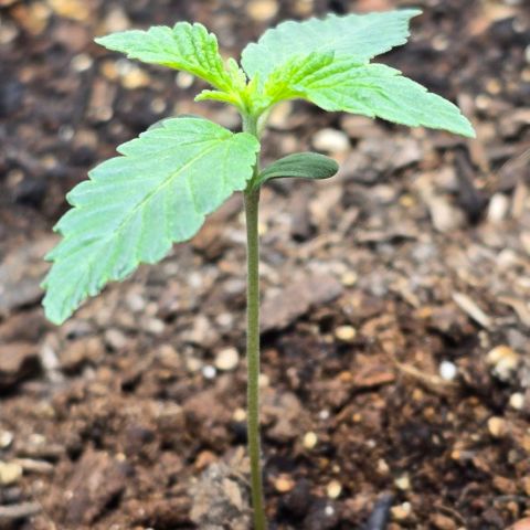 Cob's Copper Candy growlog timeline photo