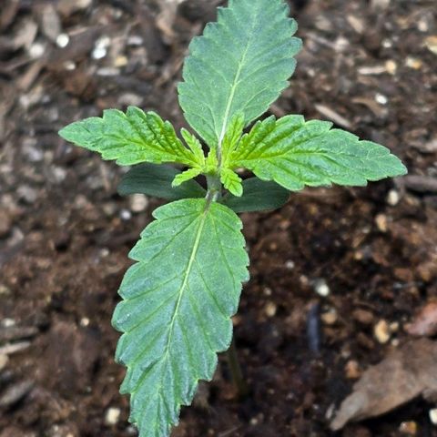 Cob's Copper Candy growlog timeline photo