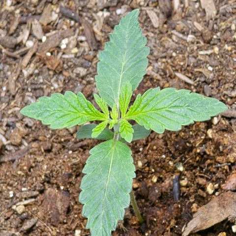 Cob's Copper Candy growlog timeline photo