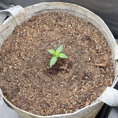 Cob's Copper Candy growlog timeline photo