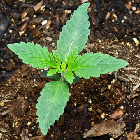 Cob's Copper Candy growlog timeline photo
