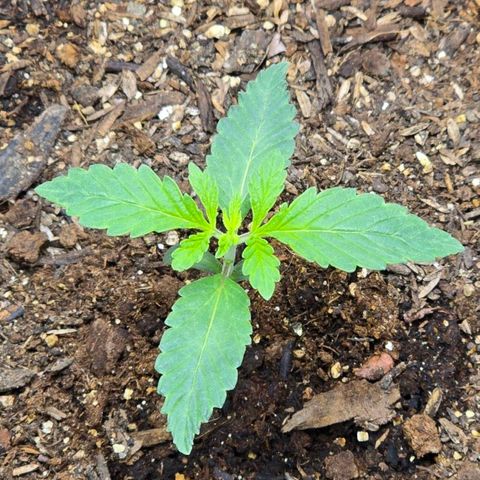 Cob's Copper Candy growlog timeline photo