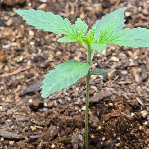 Cob's Copper Candy growlog timeline photo