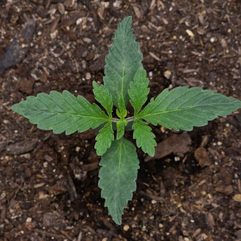 Cob's Copper Candy growlog timeline photo