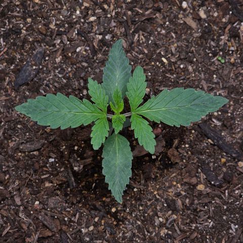 Cob's Copper Candy growlog timeline photo