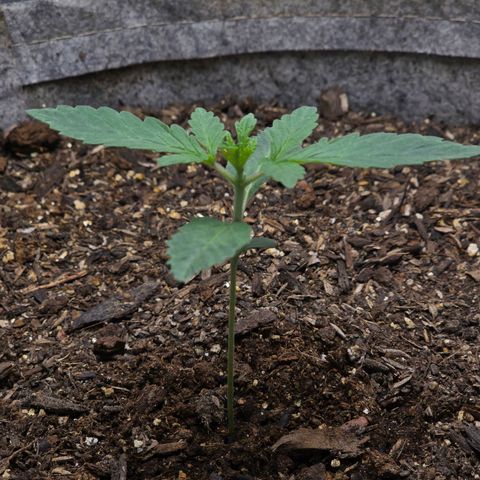 Cob's Copper Candy growlog timeline photo