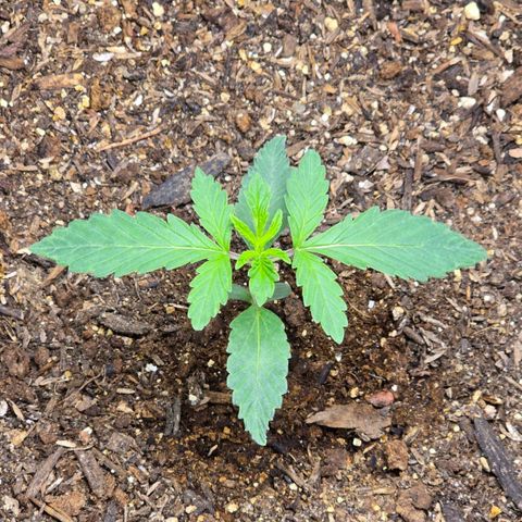 Cob's Copper Candy growlog timeline photo