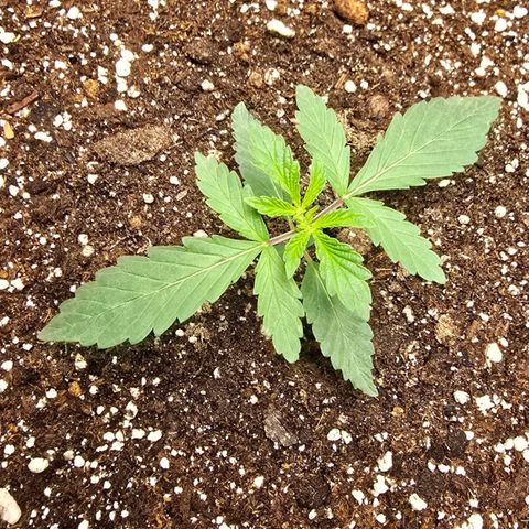 Cob's Copper Candy growlog timeline photo
