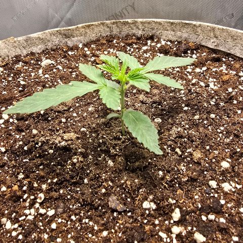Cob's Copper Candy growlog timeline photo