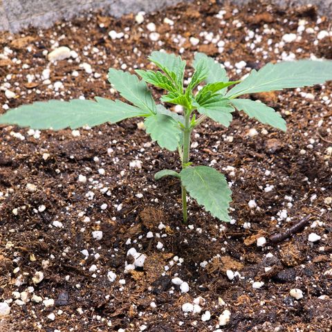 Cob's Copper Candy growlog timeline photo