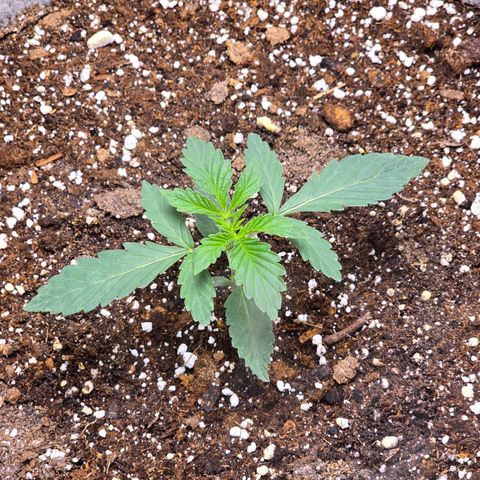 Cob's Copper Candy growlog timeline photo