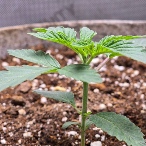 Cob's Copper Candy growlog timeline photo