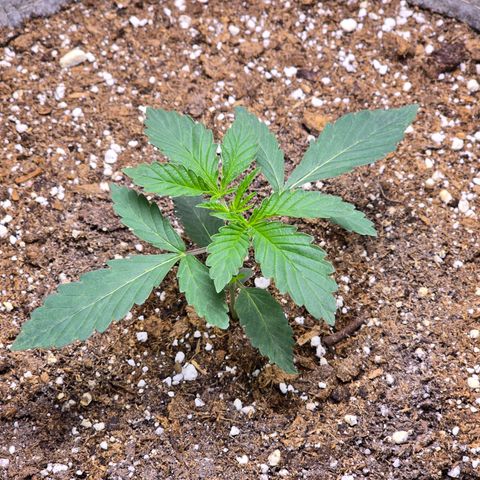 Cob's Copper Candy growlog timeline photo