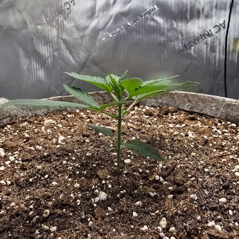 Cob's Copper Candy growlog timeline photo