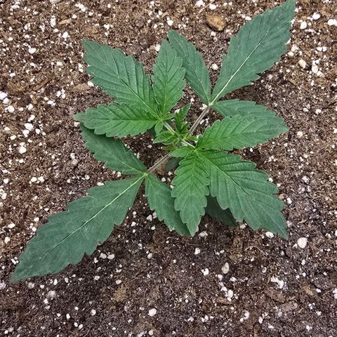Cob's Copper Candy growlog timeline photo