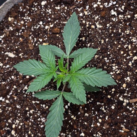 Cob's Copper Candy growlog timeline photo