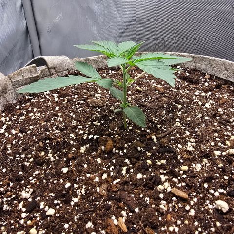 Cob's Copper Candy growlog timeline photo