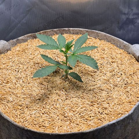 Cob's Copper Candy growlog timeline photo