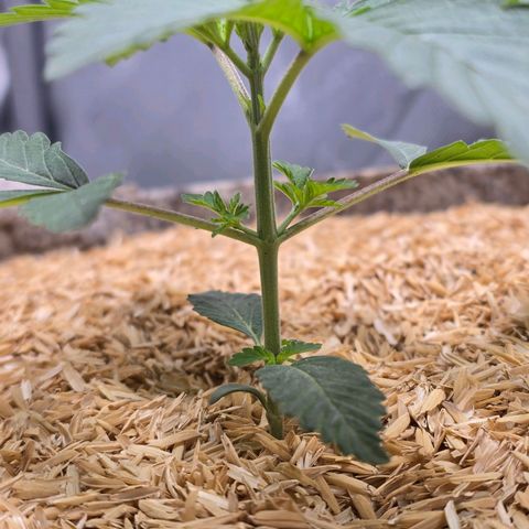 Cob's Copper Candy growlog timeline photo