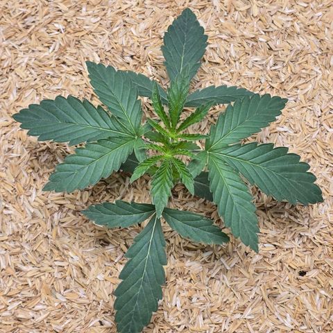 Cob's Copper Candy growlog timeline photo