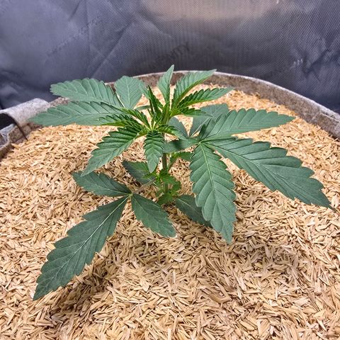 Cob's Copper Candy growlog timeline photo