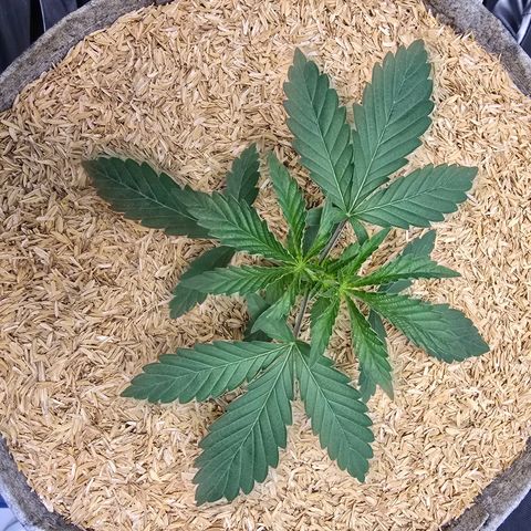 Cob's Copper Candy growlog timeline photo