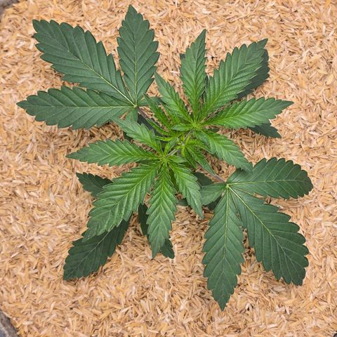 Cob's Copper Candy growlog timeline photo