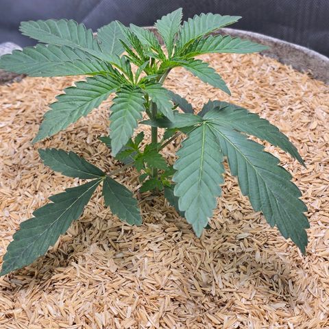 Cob's Copper Candy growlog timeline photo