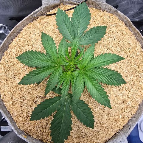Cob's Copper Candy growlog timeline photo