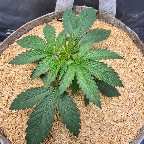 Cob's Copper Candy growlog timeline photo
