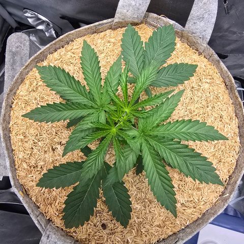 Cob's Copper Candy growlog timeline photo