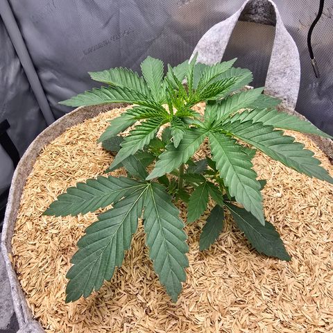 Cob's Copper Candy growlog timeline photo
