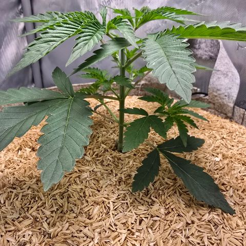 Cob's Copper Candy growlog timeline photo