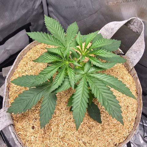 Cob's Copper Candy growlog timeline photo