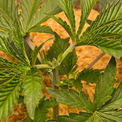 Cob's Copper Candy growlog timeline photo