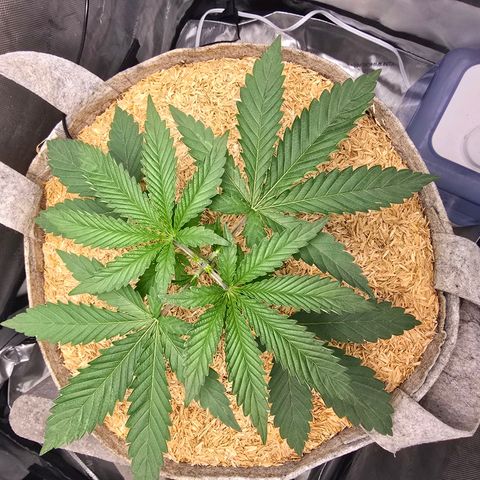 Cob's Copper Candy growlog timeline photo