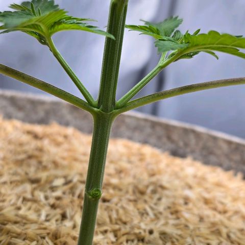 Cob's Copper Candy growlog timeline photo